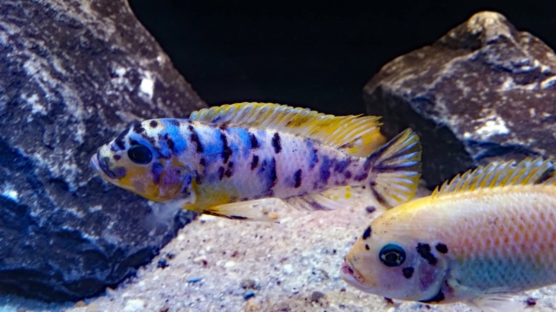 Maylandia fainzilberi 'Lundo Island'